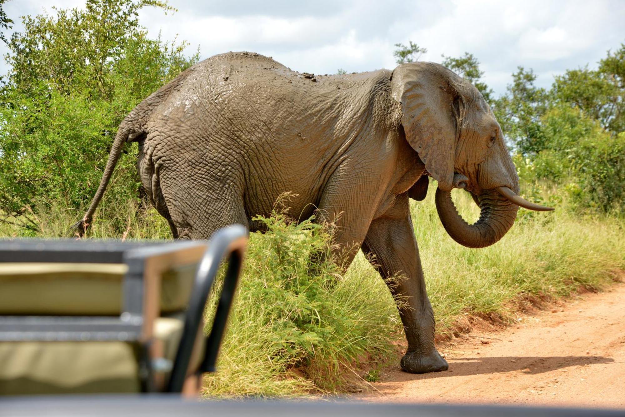 Kruger Safari Lodge Manyeleti Game Reserve Exterior foto